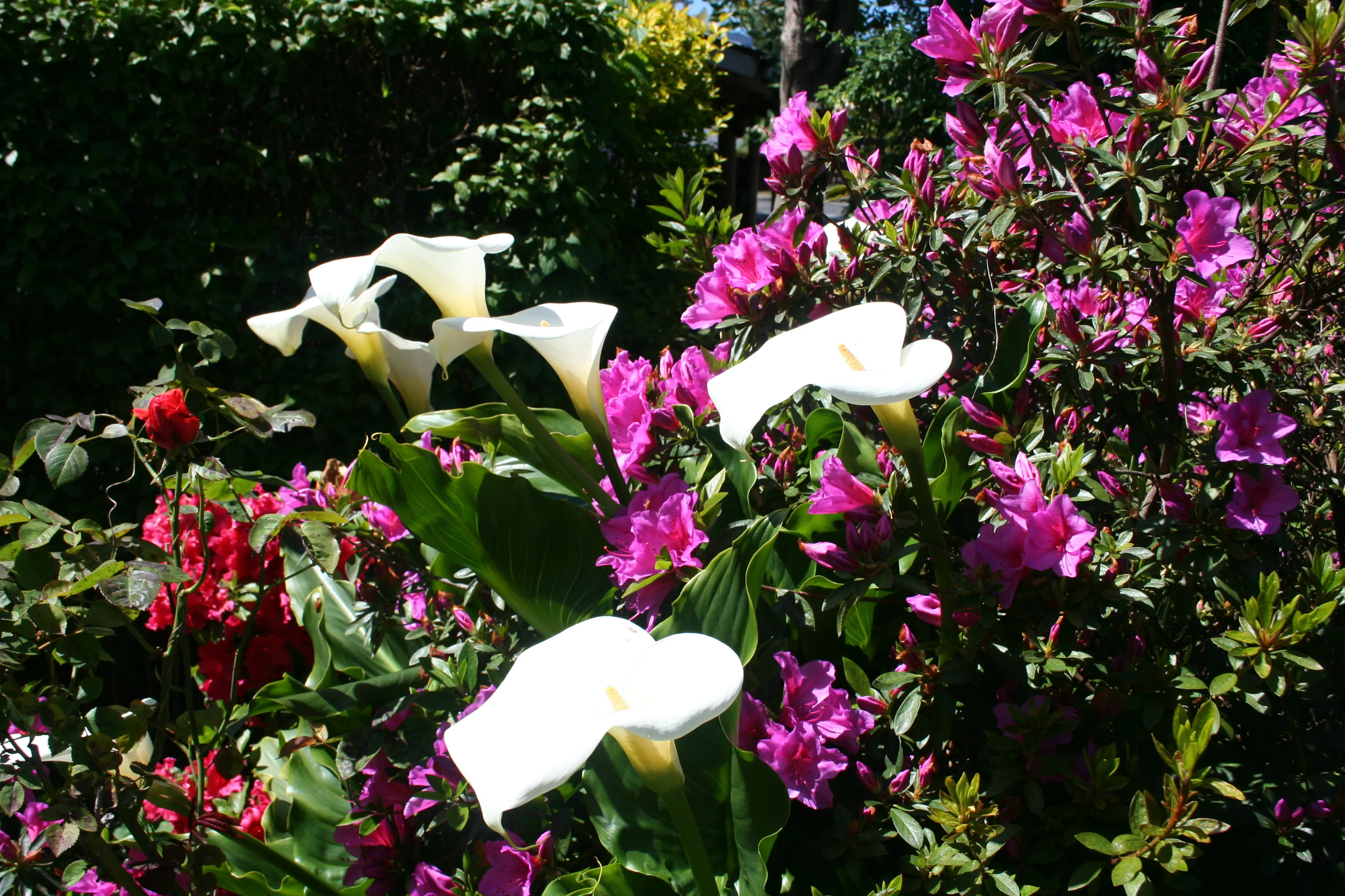 Jardin exterior