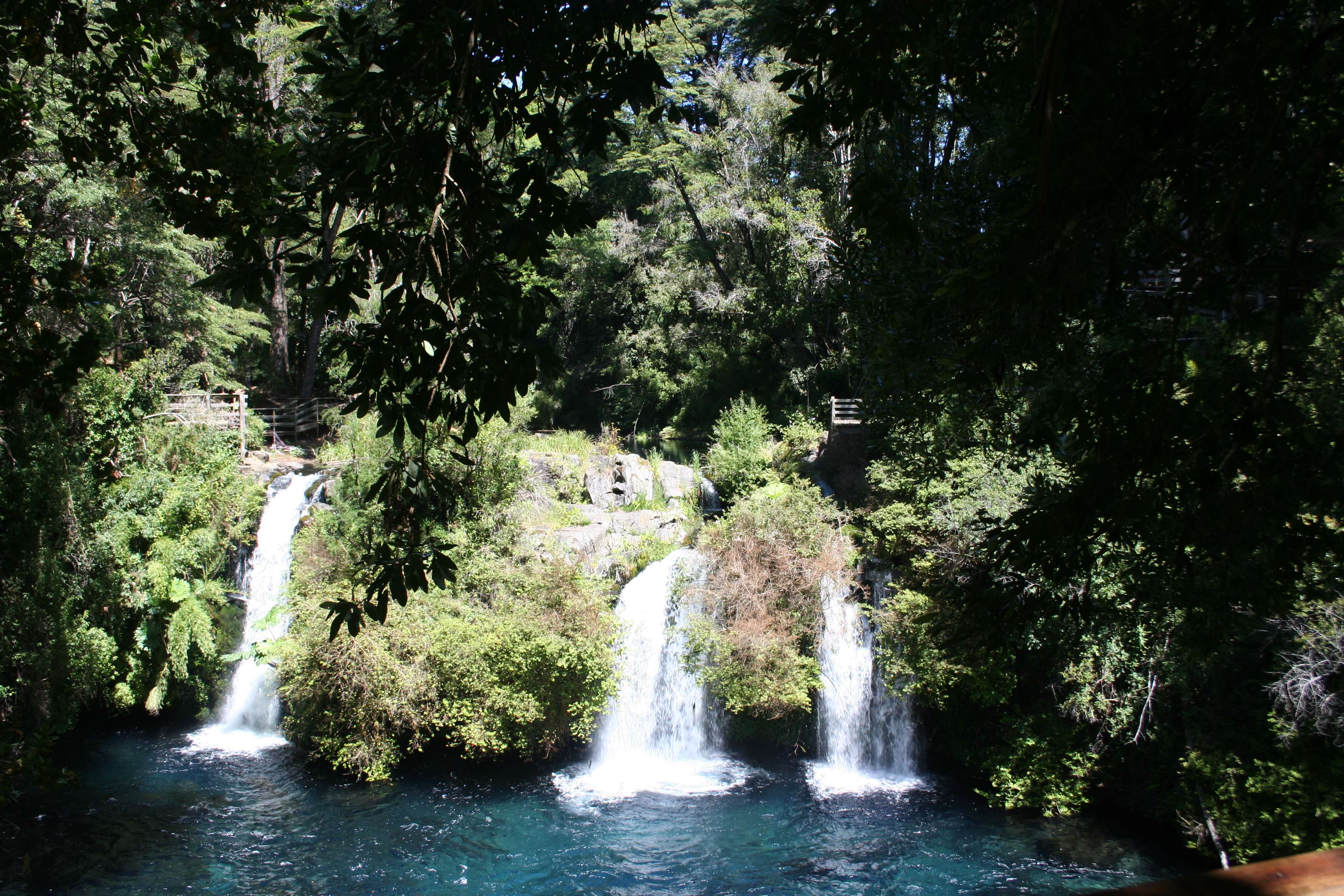 Bosque con árboles altos y luz del sol filtrándose a través de las hojas