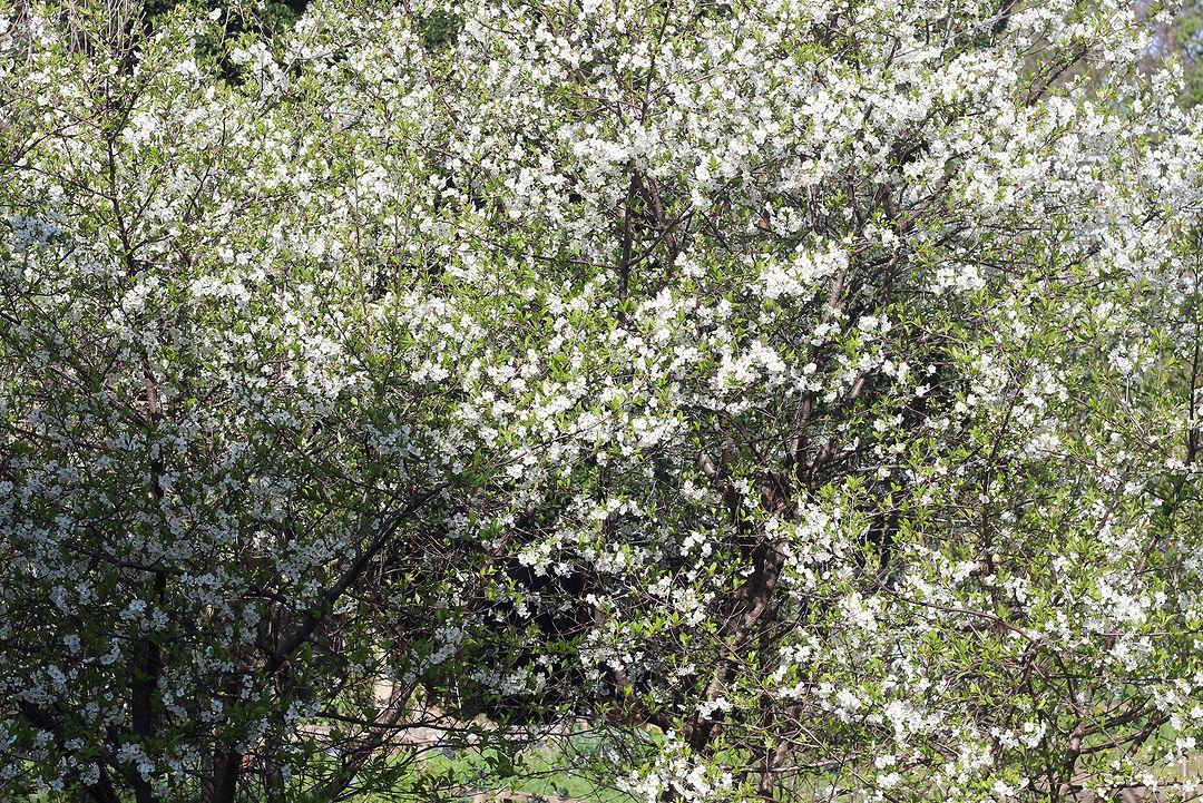 Flores silvestres en un campo con montañas al fondo en Pucón durante la primavera