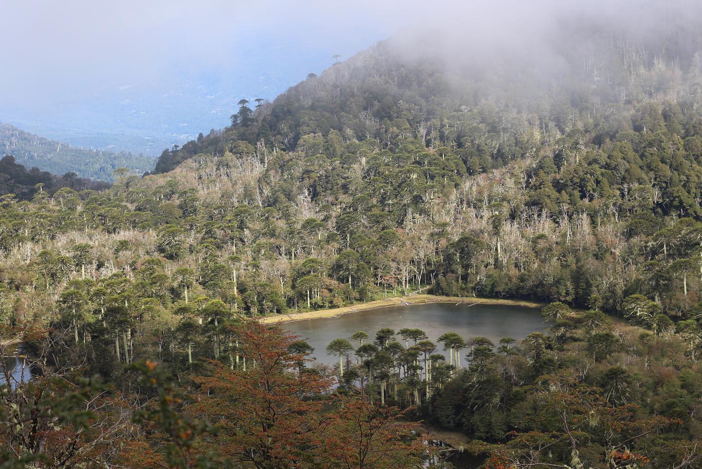 Vista panorámica de una laguna en el Santuario El Cañi