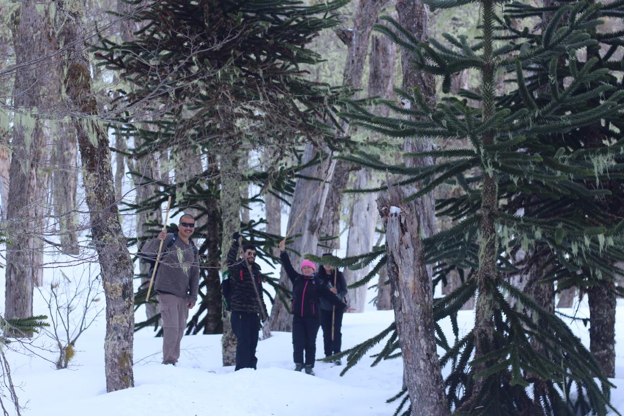 Paisaje nevado en el Santuario El Cañi con araucarias