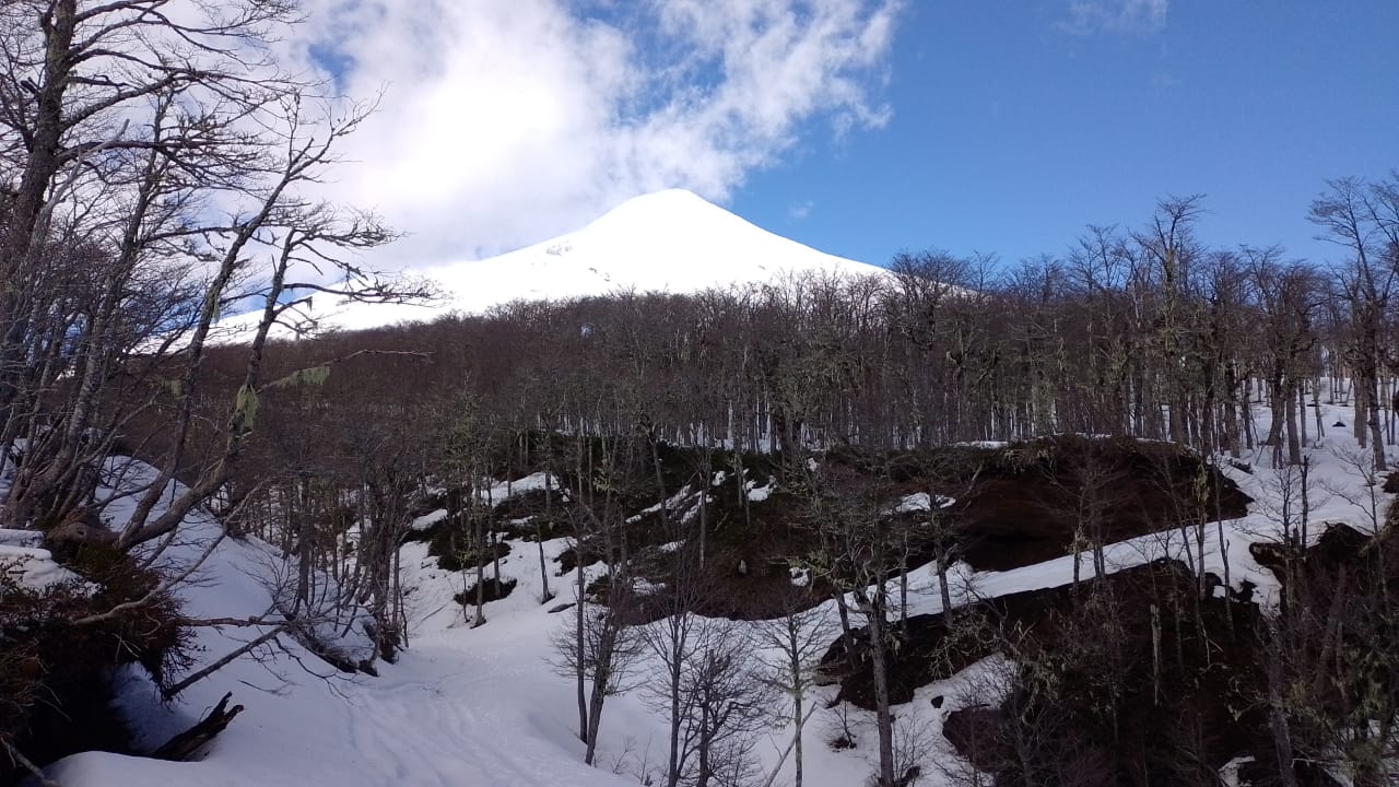 Volcán Villarrica con un primer plano de flores silvestres